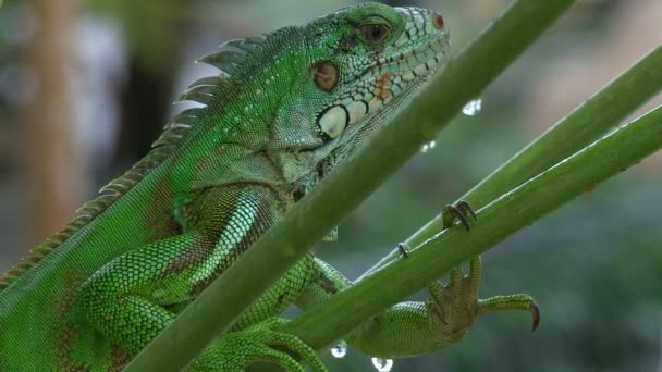 Iguana Empoleirado Ramo Mamão Chuva — Vídeo de Stock