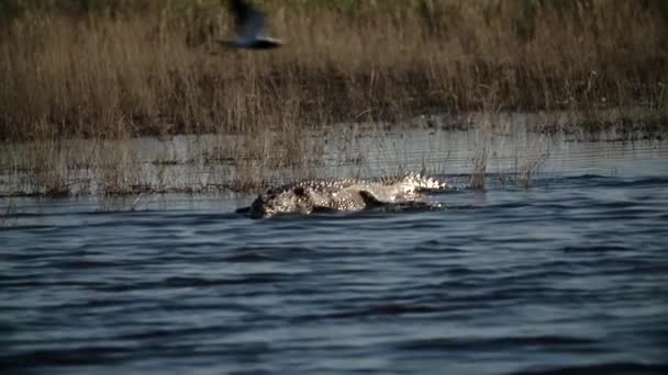 Closeup Crocodilo África — Vídeo de Stock