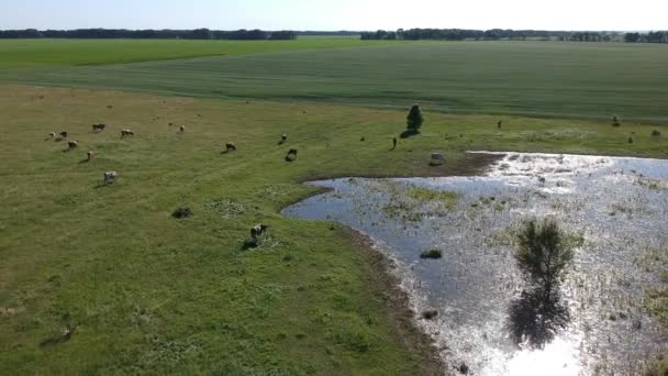 夏の日差しの中で牛の近くのストリームとフィールド上の空中ビュー — ストック動画