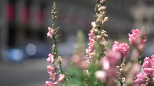 旧金山联合广场的花朵 — 图库视频影像