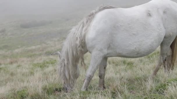 Wild pony with long hair grazes on the moor.