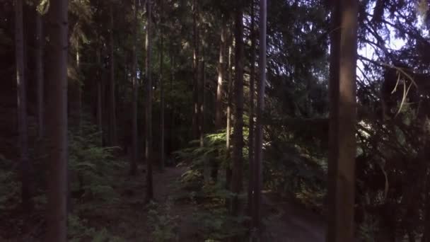 空を飛んでいる間に側面の木々を明らかにする森の中を午前中にゆっくりと後方ドローン飛行 太陽の光が木に当たる — ストック動画