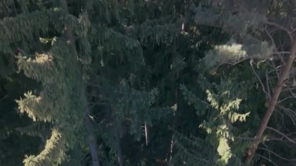 Дрон Поднимается Сосновом Пихтовом Лесу Рано Утром Пока Солнце Светит — стоковое видео