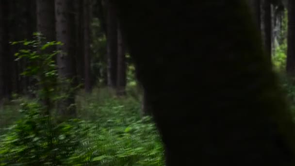 在森林里走来走去 — 图库视频影像