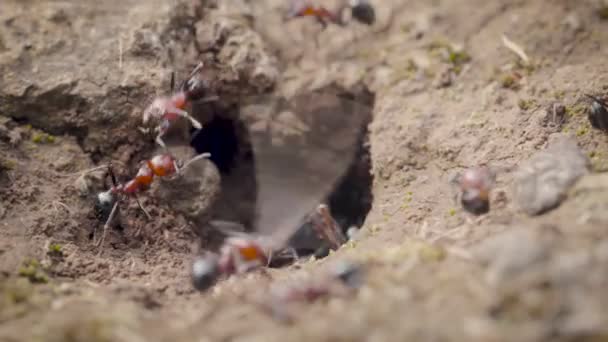 Formiche Che Lavorano Fuori Del Formicaio — Video Stock