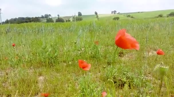 Цветы Мака Фоне Пшеницы — стоковое видео