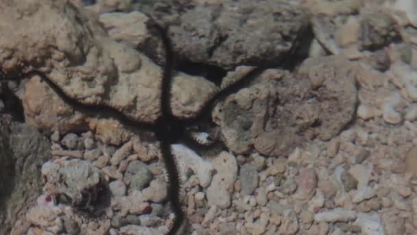 Schwarzer Brüchiger Seestern Kriecht Unter Wasser — Stockvideo