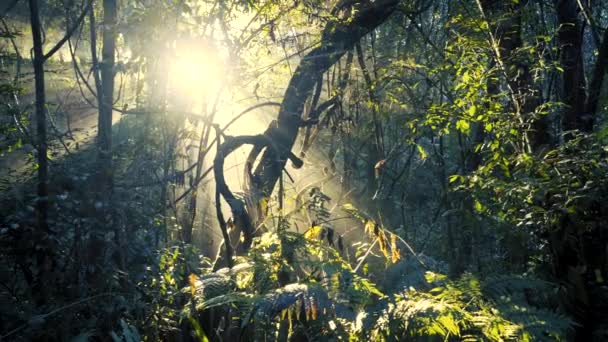 Schöne Filmische Sonnenstrahlen Durch Dschungelbäume — Stockvideo