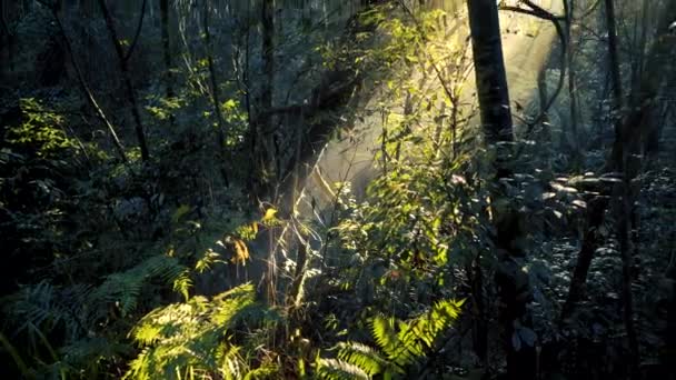 Vackra Filmiska Solstrålar Genom Djungelträd — Stockvideo