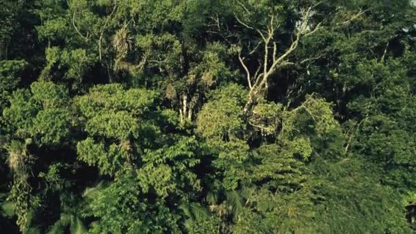 Vista Aérea Drones Árboles Verdes Verano Una Selva Tropical Amazónica — Vídeos de Stock