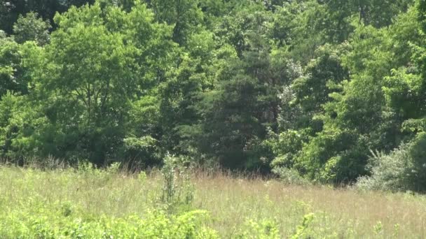 夏の森で撃たれた 自然の風景 — ストック動画
