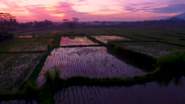 Napfelkelte Kilátás Nyílik Egy Gyönyörű Balinéz Rizsföld Drónlövés Ubud Bali — Stock videók