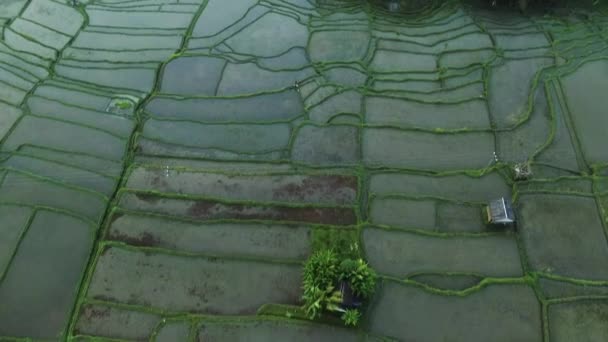 Blick Frühen Morgen Über Ein Nebeliges Balinesisches Reisfeld Drohnenschuss Ubud — Stockvideo
