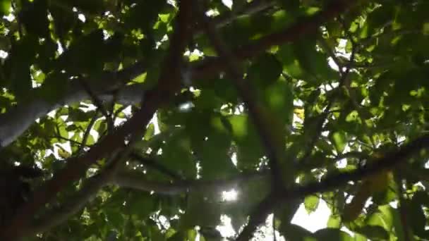 Hojas Con Resplandor Solar — Vídeo de stock