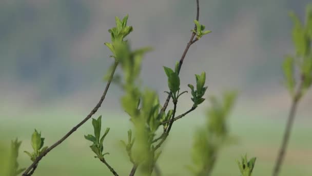 Clip Deslizante Ramas Árbol Cuando Empiezan Verde — Vídeos de Stock