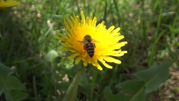 Pyłek Pszczeli Miodnej — Wideo stockowe