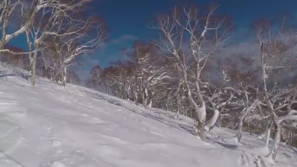 Schneebedeckte Bäume Niseko Japan — Stockvideo