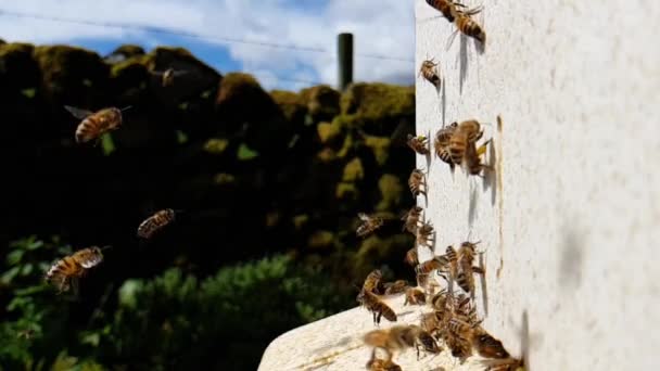 Les Abeilles Ralenti Ramènent Pollen Ruche — Video