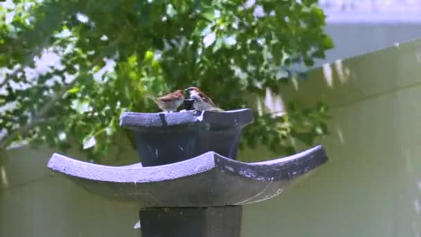 Bir Çift Serçe Arka Bahçedeki Kuş Banyosuna Uçar Içer Uçar — Stok video
