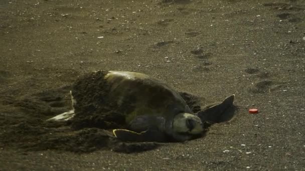 Olive Ridley Zeeschildpadden Arribadas — Stockvideo