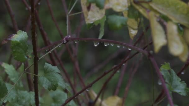 Wassertropfen Hängen Nach Einem Morgendlichen Regen Einem Ast — Stockvideo