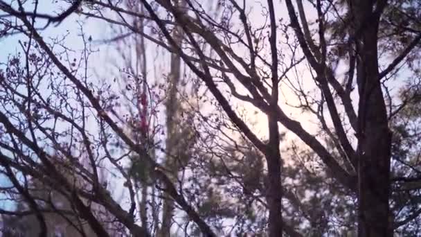 Απογευματινό Φως Λάμπει Μέσα Από Φθινοπωρινά Δέντρα — Αρχείο Βίντεο