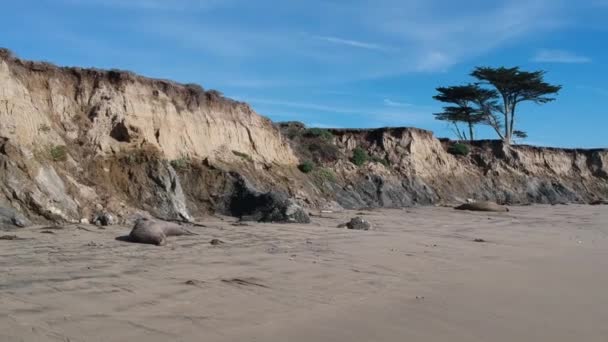 Aerial Panning Shot Beach Lounging Elephant Seals — Stock Video
