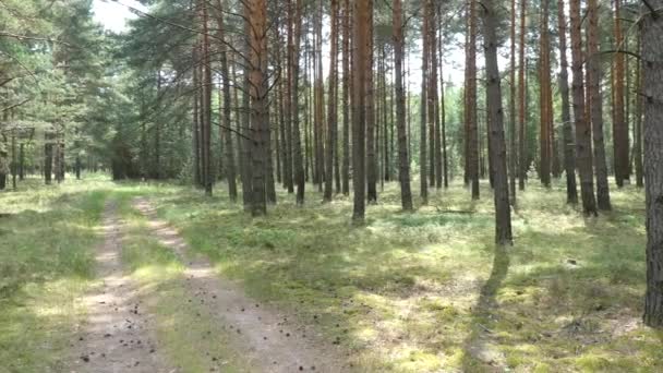 Natuursteen Licht Een Bos Van Dennenhout Duitsland — Stockvideo