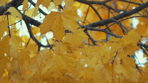 Close Fall Leaves — Stock Video