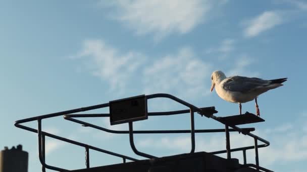 海鸥在船上休息 — 图库视频影像