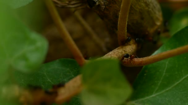 Makroaufnahmen Von Ameisen Südfrankreich — Stockvideo