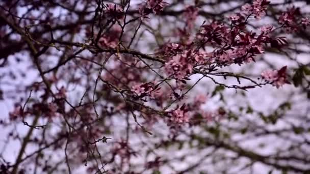 Bela Árvore Rosa Sakura — Vídeo de Stock