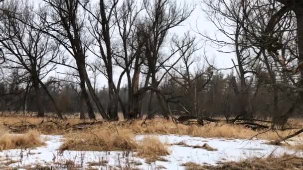 Primera Señal Primavera Árboles Tranquilos Nieve — Vídeos de Stock