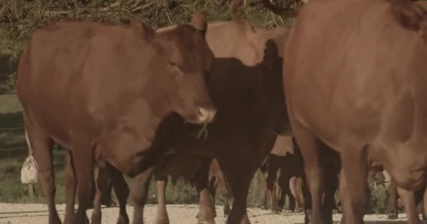 Krowy Idące Kierunku Kamery — Wideo stockowe