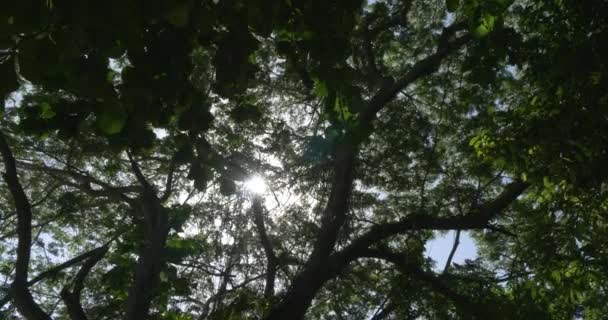 Камера Камери Щоб Показати Сонце Потрапляє Лінзу — стокове відео