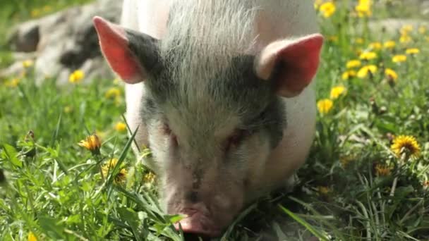 Cerdo Pequeño Alimentándose Entre Dientes León — Vídeo de stock