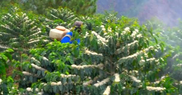 Coffee Trees Being Sprayed Insects — Stock Video