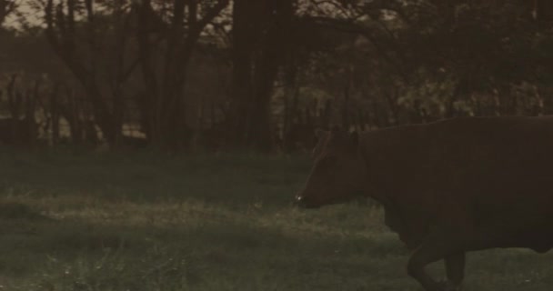 Krowy Żyjące Pastwiskach — Wideo stockowe