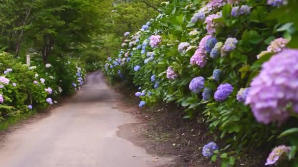 Road Ajisai Hydrangea Flower Shionoe Kagawa Japan — Stock video