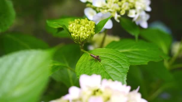 Квітці Hydrangea Grasshopper — стокове відео