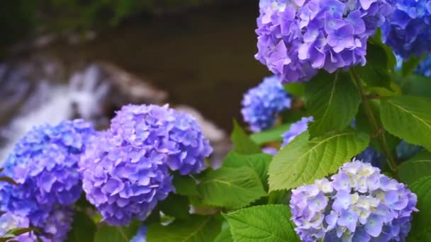 Liten Vattenfall Med Ajisai Hydrangea Blomma — Stockvideo