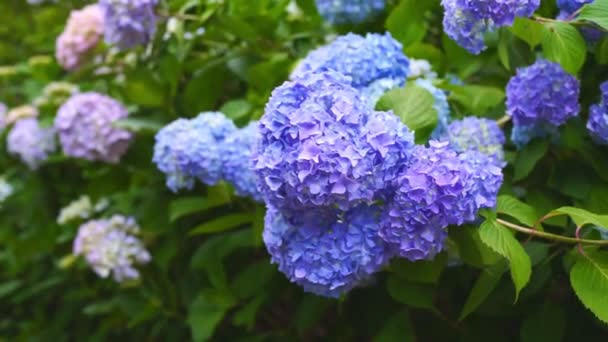 Hydrangea Ajisai Flower Kagawa Japón — Vídeos de Stock