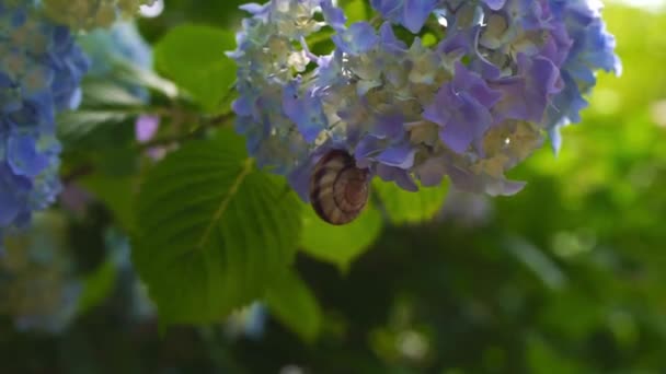 Slug Ajisai Kwiat Hortensji Shionoe Kagawa Japonia — Wideo stockowe