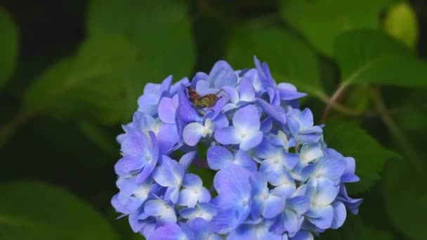Konik Polny Ajisai Kwiat Hortensji Shionoe Kagawa — Wideo stockowe