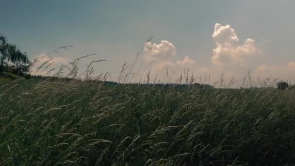 Girato Campo Grano Con Cielo Blu Nuvole Bianche — Video Stock