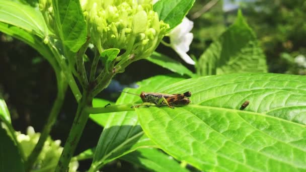 Grasshopper Hydrangea Flower Nature Background — Stock Video