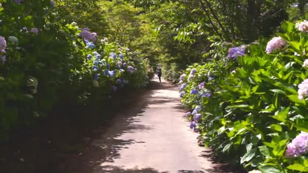 Road Ajisai Hydrangea Flower Shionoe Kagawa Japan — Stock video