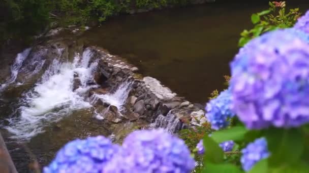 Malý Vodopád Ajisai Hydrangea Flower — Stock video