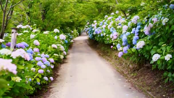 Road Ajisai Hydrangea Flower Shionoe Kagawa Japan — Stock video