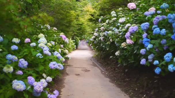 Road Ajisai Hydrangea Flower Shionoe Kagawa Japan — Stock video